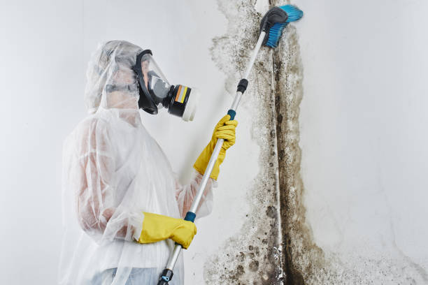 Certified Mold Removal in Westminster, MD