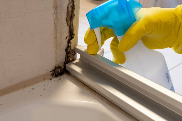 Professional Mold Removal in Westminster, MD